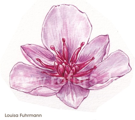 Louisa Fuhrmann: Blütenstudie