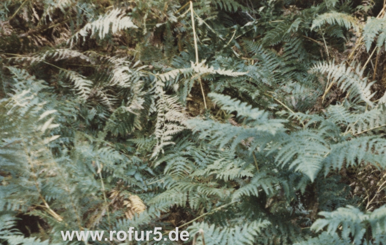 Rolf Fuhrmann. Der Wald 2